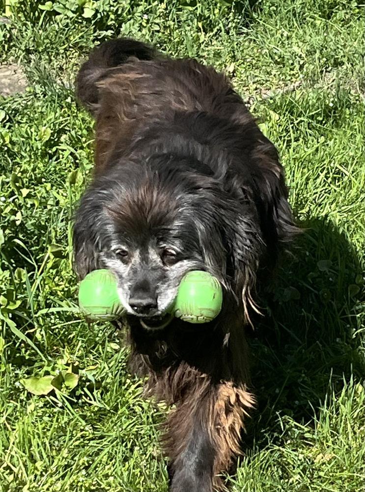 Scully, a Adoptable mixed breed in Jamestown, CA image 3/6