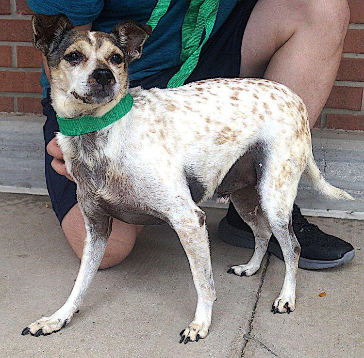 Gus, Adoptable, Adult Male Rat Terrier.