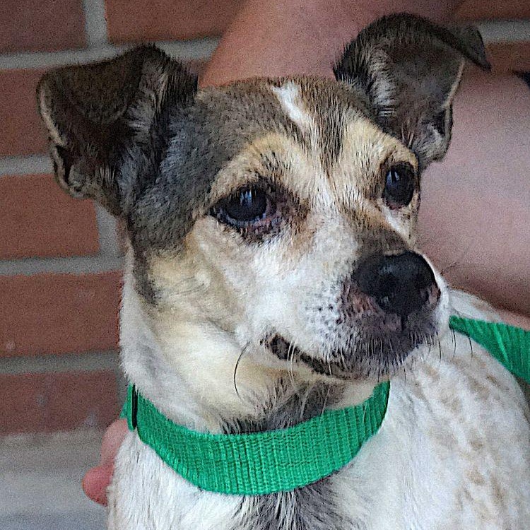 Enlarge Gus, a Adoptable mixed breed in Carrollton, TX image 2/2