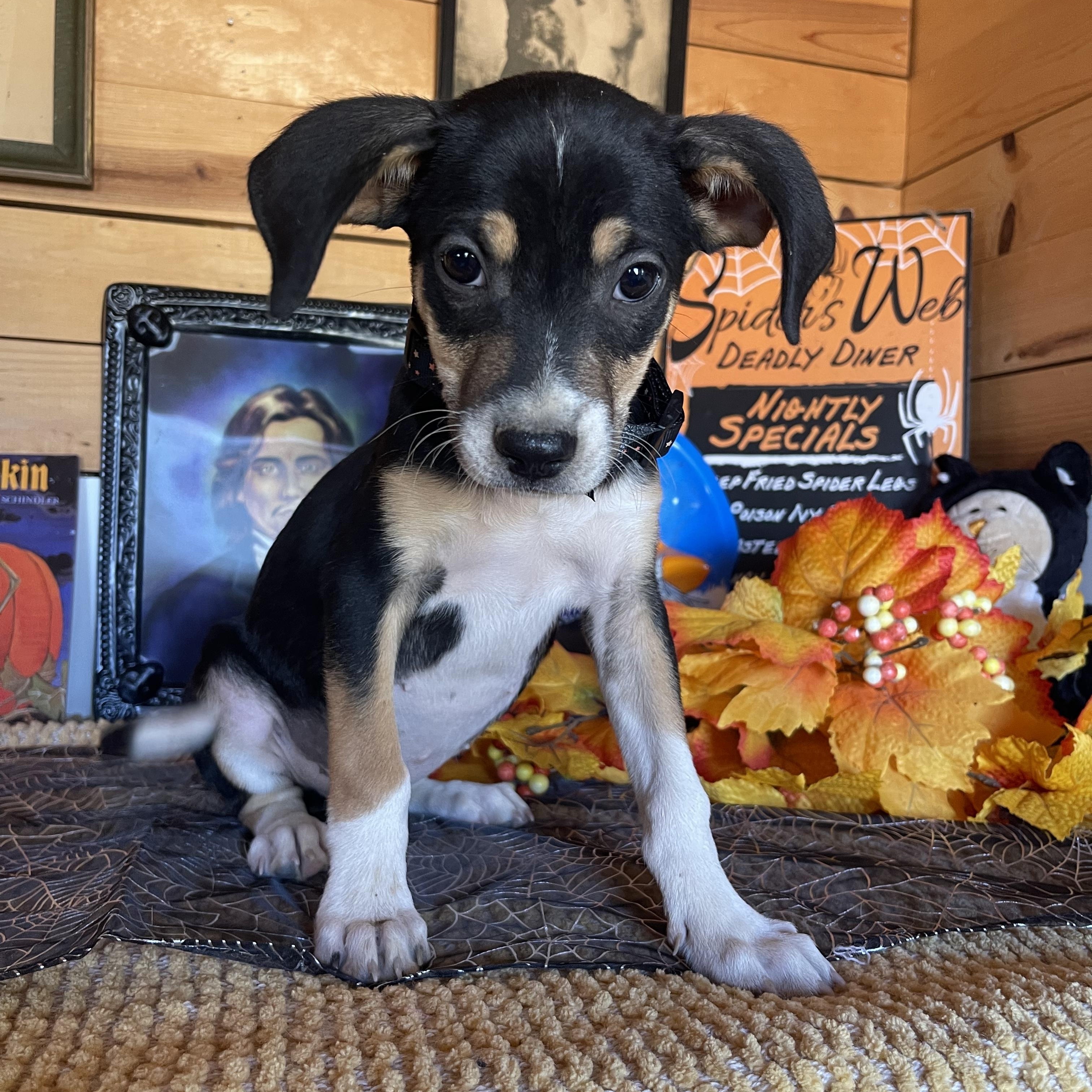 Enlarge Jensen, a Adopted mixed breed in Vacaville, CA image 1/4