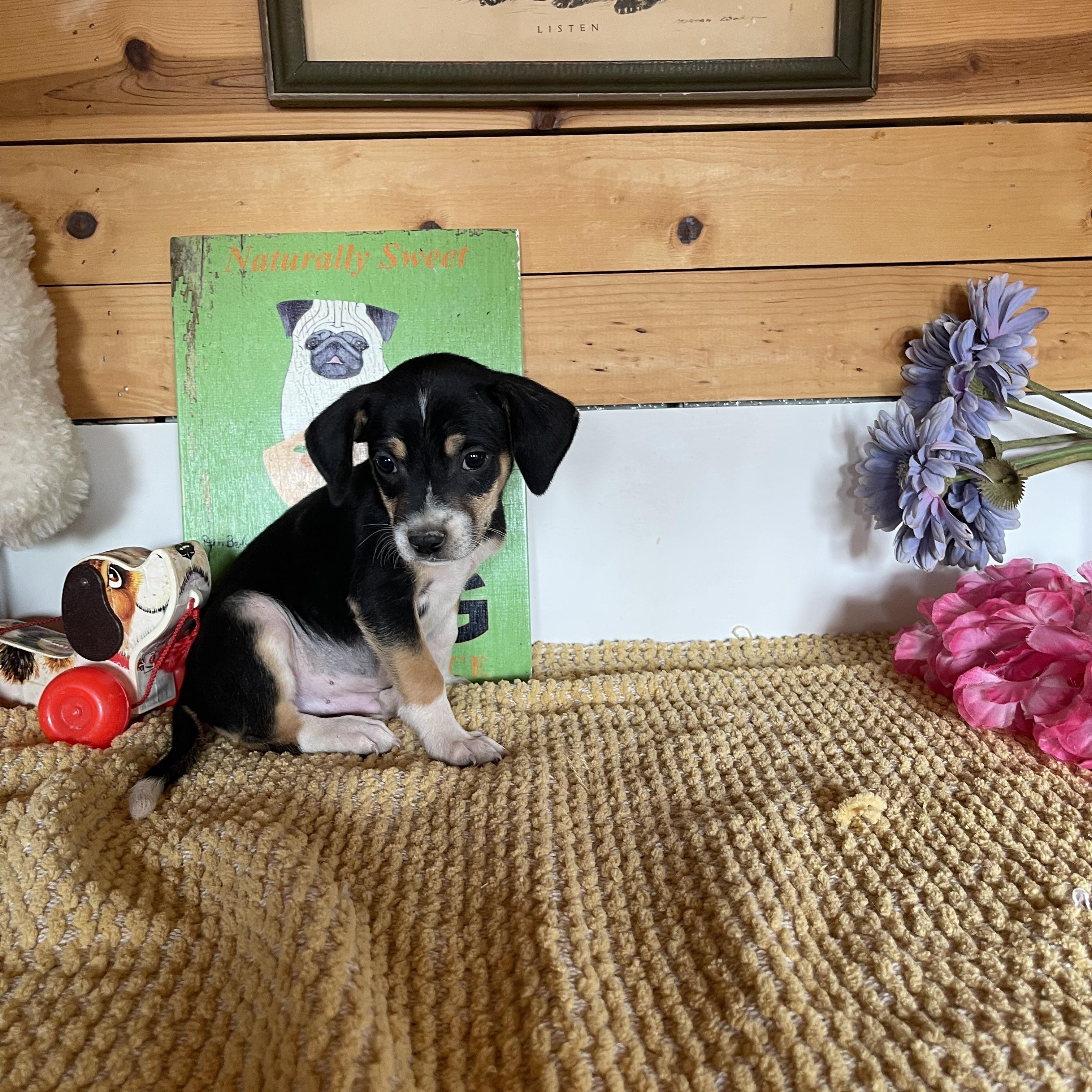 Enlarge Jensen, a Adoptable mixed breed in Vacaville, CA image 1/2