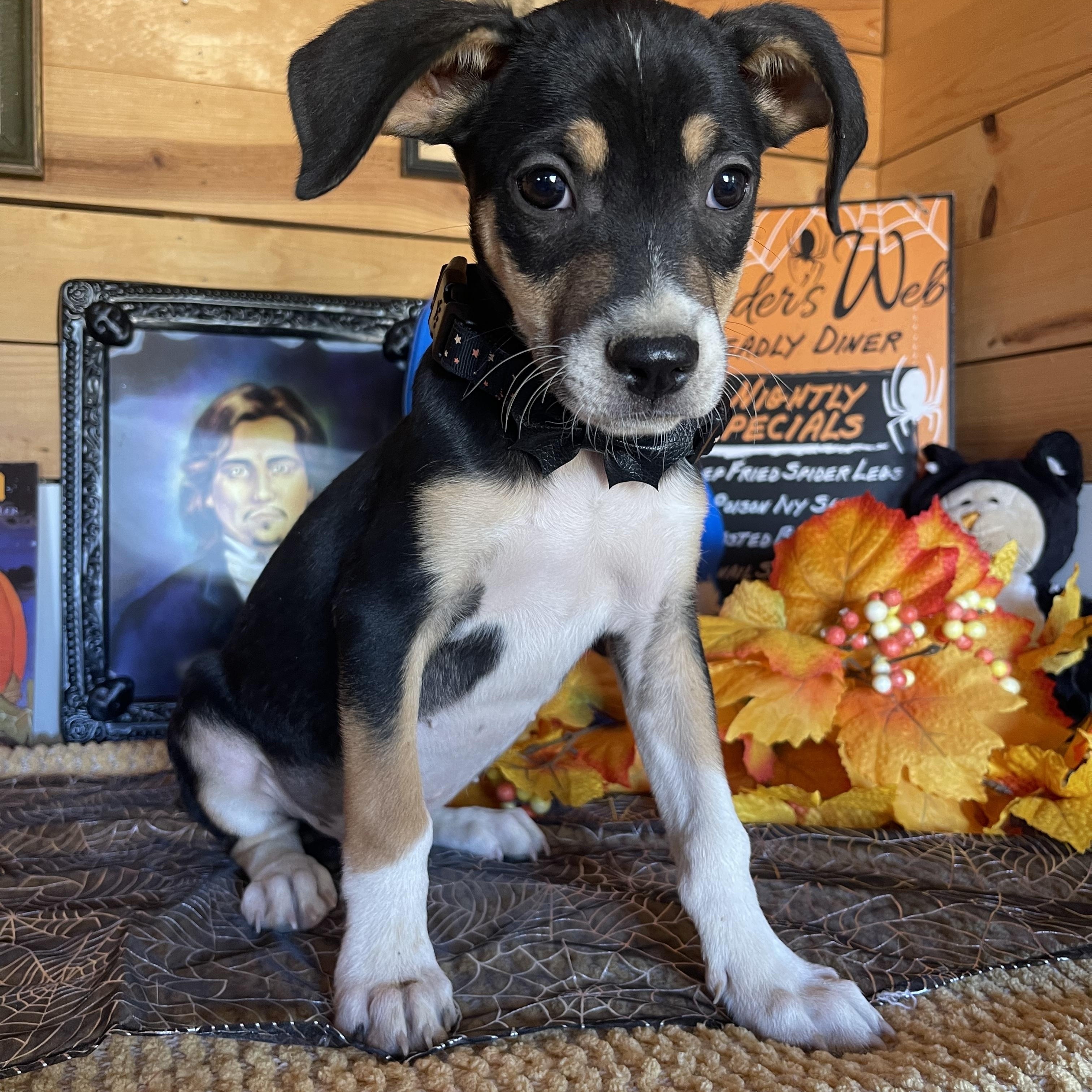 Enlarge Jensen, a Adopted mixed breed in Vacaville, CA image 3/4