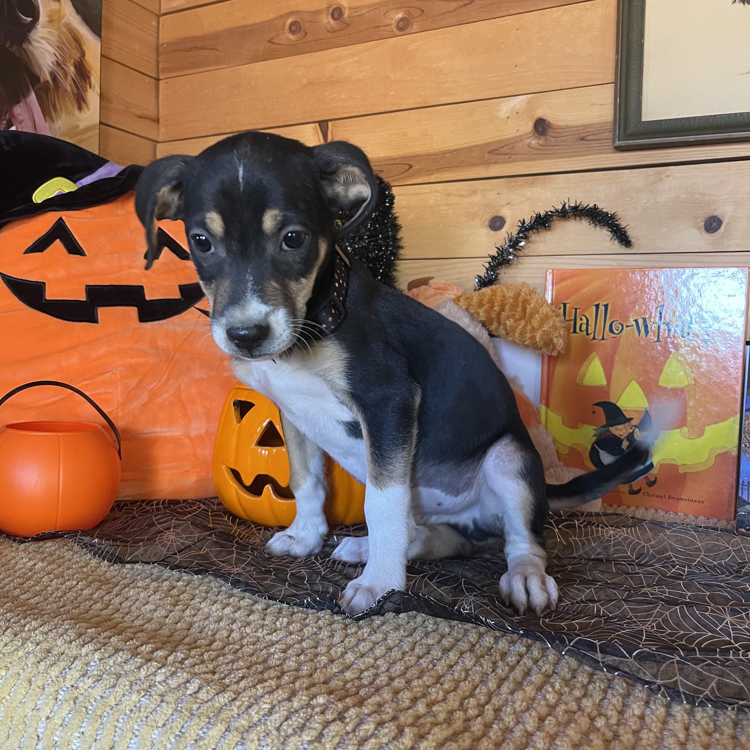 Enlarge Jensen, a Adopted mixed breed in Vacaville, CA image 4/4