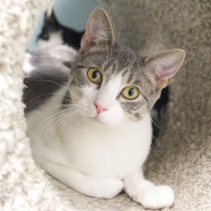 Enlarge Flurry, a Adoptable mixed breed in Verona, WI image 1/3