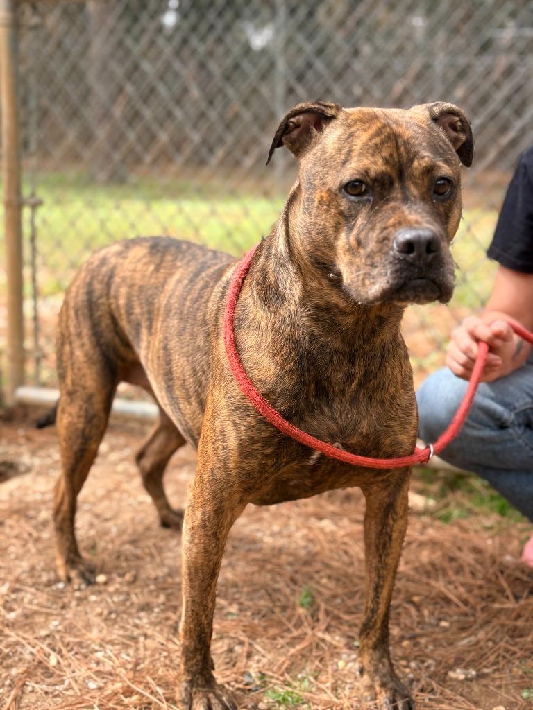 Mocha, a Adoptable mixed breed in Albany, GA image 1/4