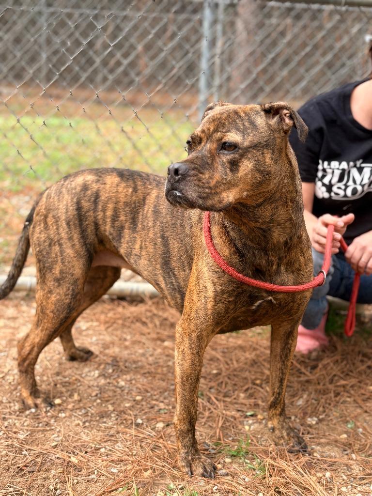 Mocha, a Adoptable mixed breed in Albany, GA image 2/4