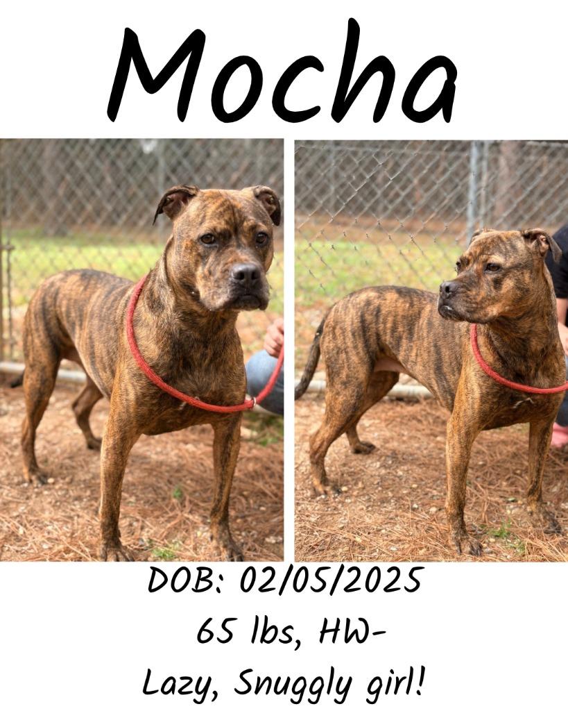 Mocha, a Adoptable mixed breed in Albany, GA image 3/4