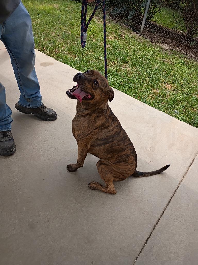 Mocha, a Adoptable mixed breed in Albany, GA image 5/6