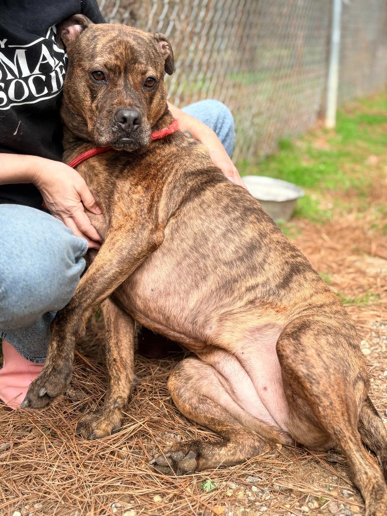 Mocha, a Adoptable mixed breed in Albany, GA image 4/4