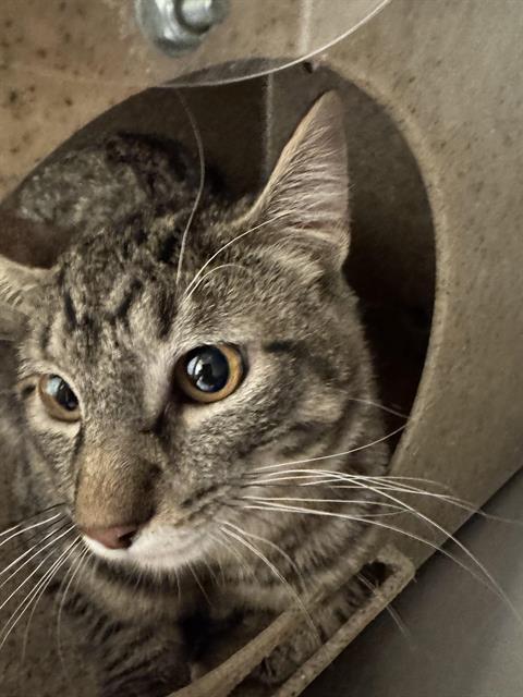 SNICKLEFRITZ, Adoptable, Young Male Domestic Short Hair.