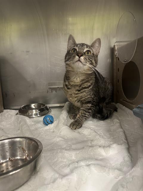 Enlarge SNICKLEFRITZ, a Adoptable Domestic Short Hair in West Valley City, UT image 1/1