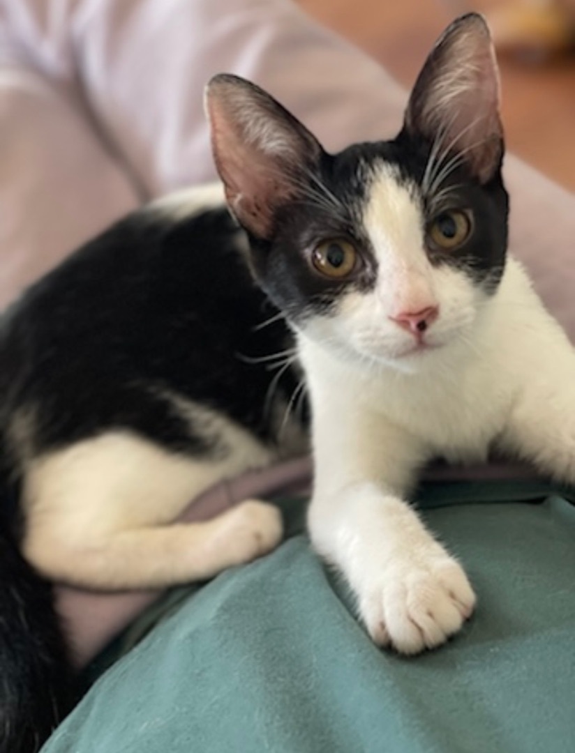 Chrissy, Adoptable, Adult Female Tuxedo & Domestic Short Hair.