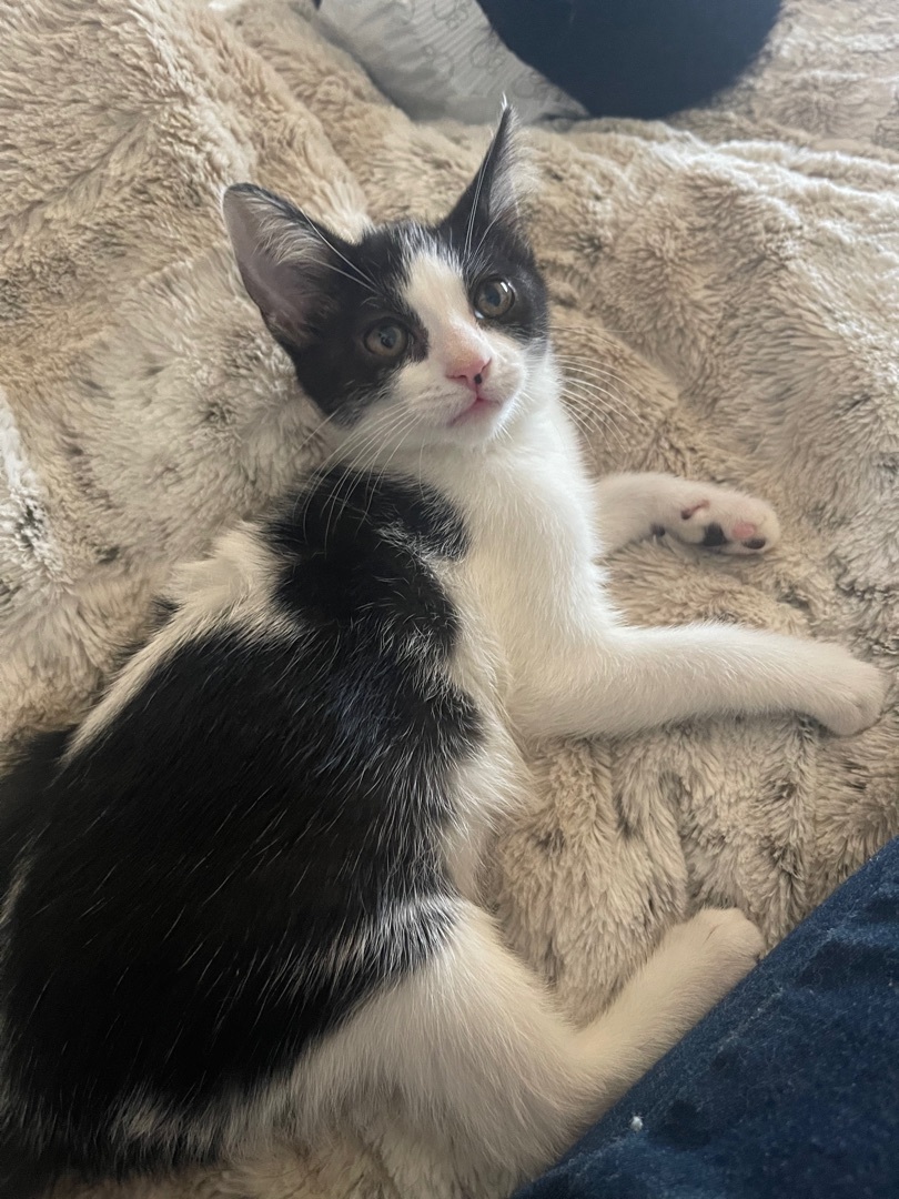 Chrissy, a Adoptable mixed breed in Bell Gardens, CA image 4/5