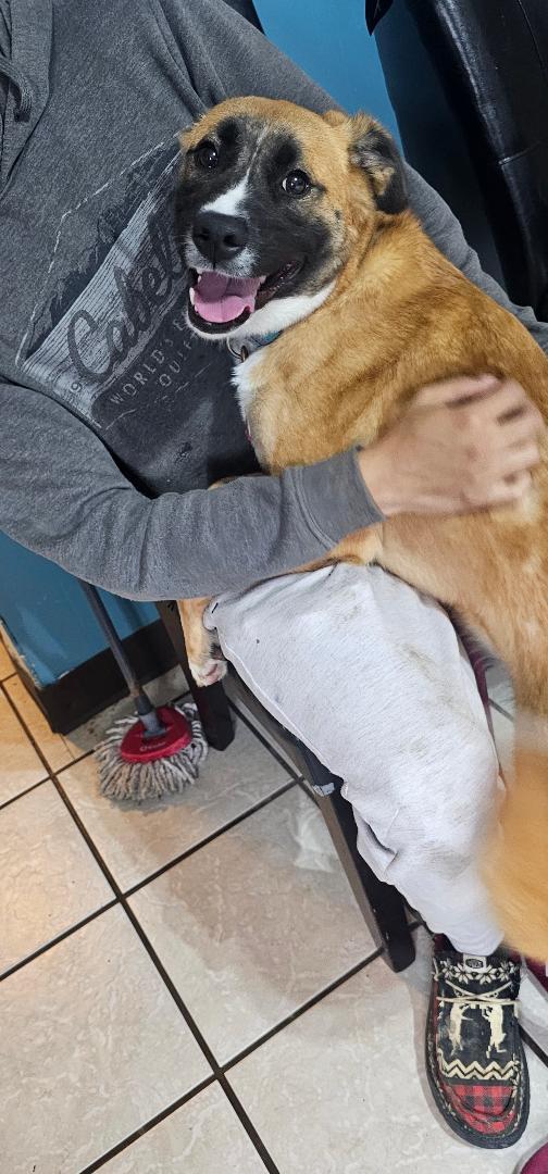 JOSIE, Adopted, Young Female Mixed Breed.