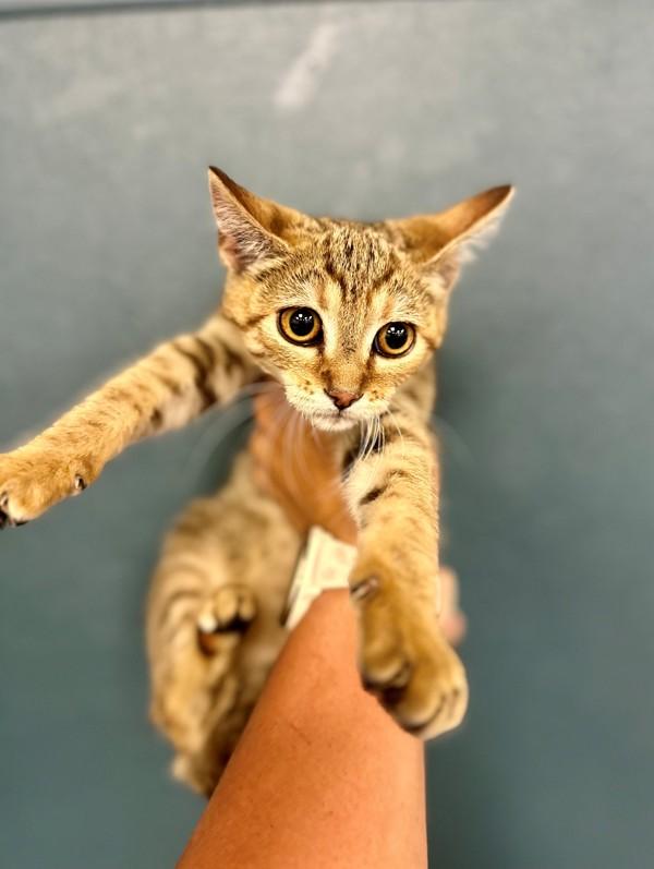 Enlarge Charlotte, a Adoptable mixed breed in Victorville, CA image 1/1