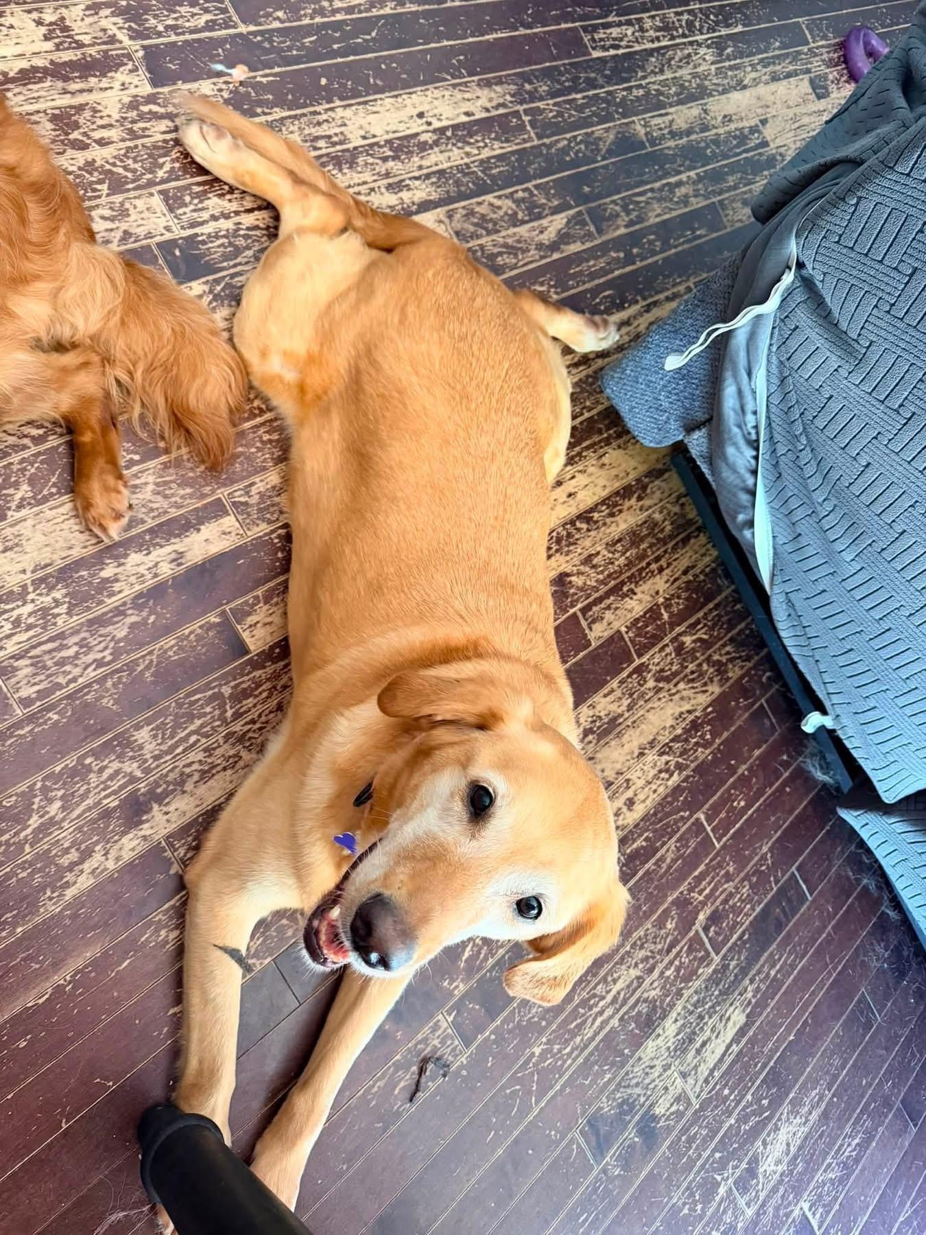 Enlarge Ryver & Ginger (Bonded Pair), an adopted mixed breed in Elkton, MD image 5/6