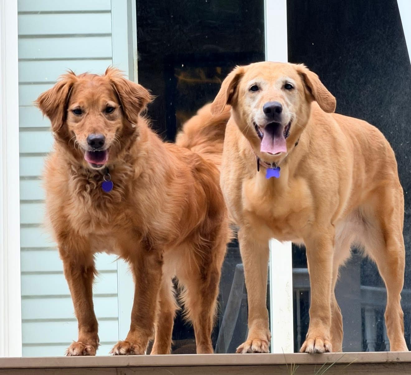 Ryver & Ginger (Bonded Pair), adopted, Adult Female Labrador Retriever.