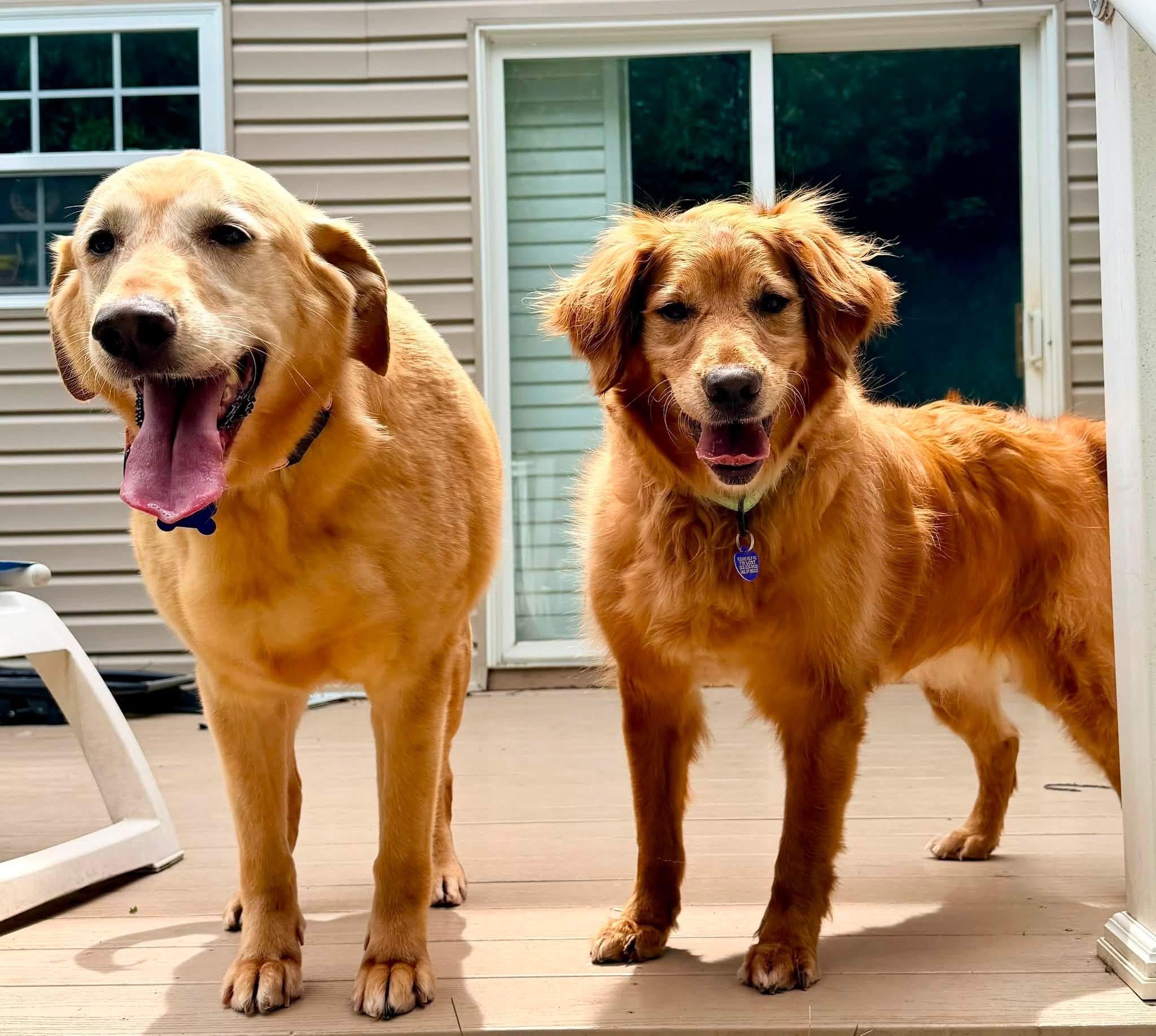Enlarge Ryver & Ginger (Bonded Pair), an adopted mixed breed in Elkton, MD image 4/6