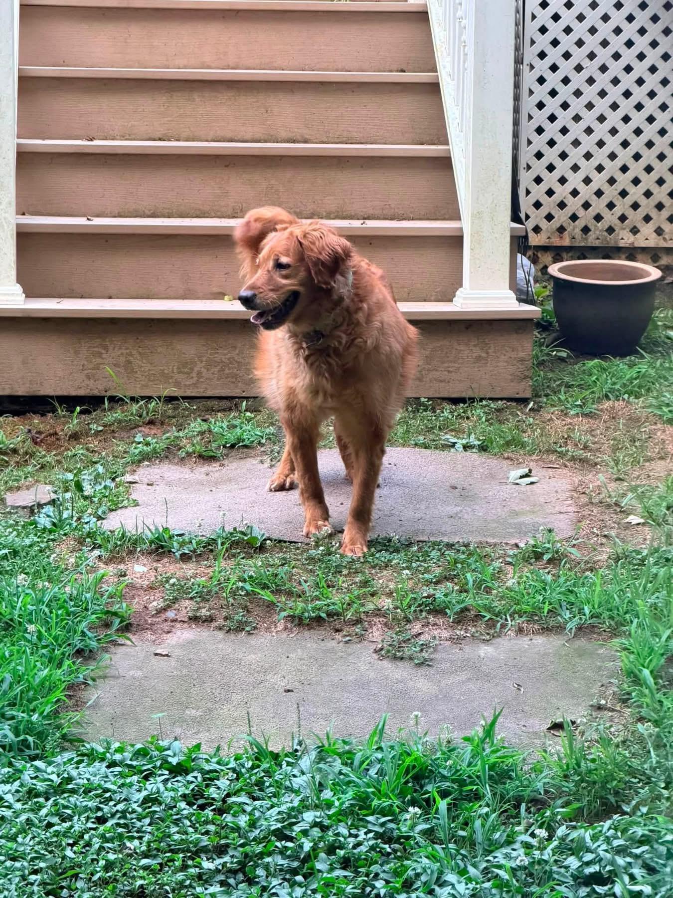 Enlarge Ryver & Ginger (Bonded Pair), an adopted mixed breed in Elkton, MD image 6/6