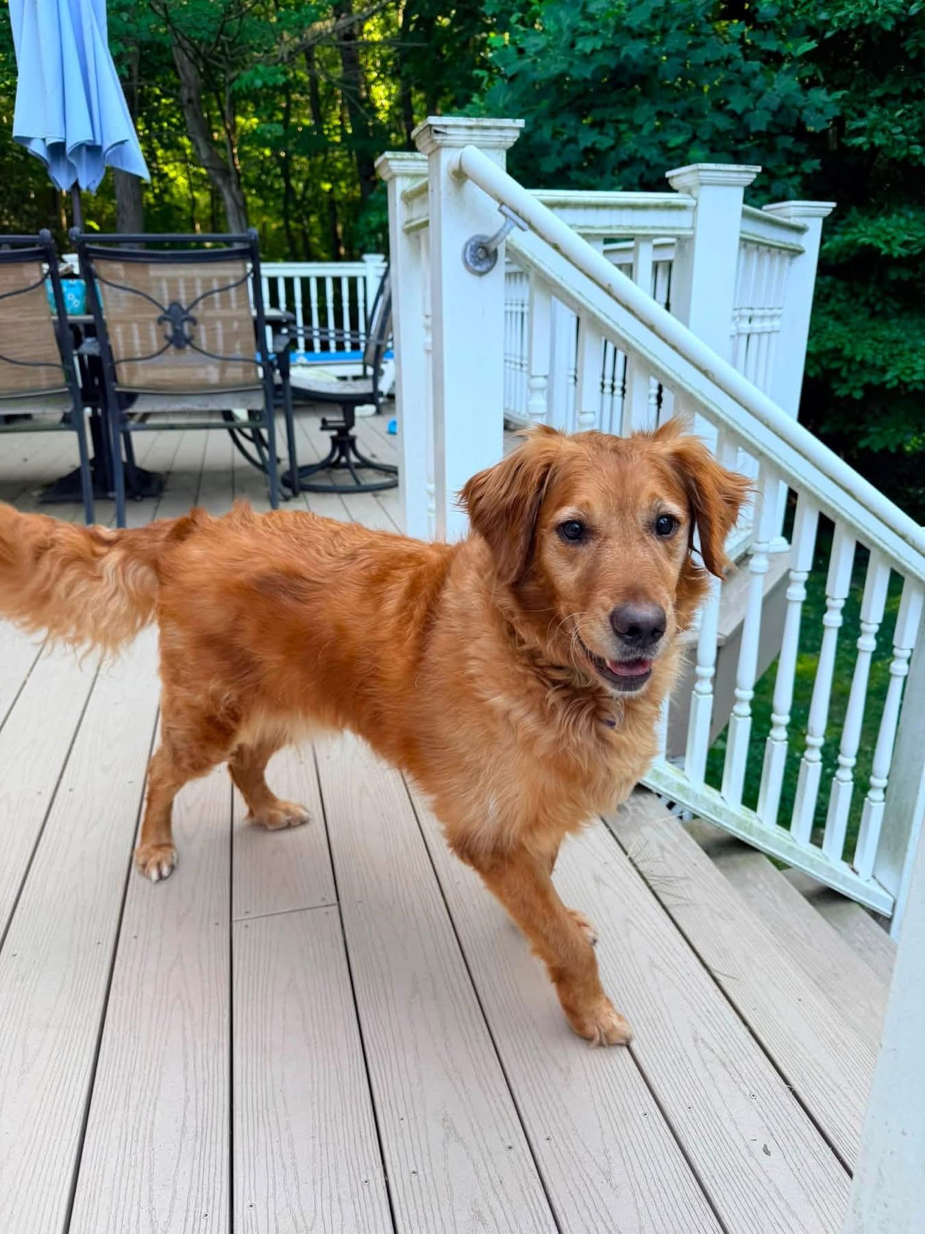 Enlarge Ryver & Ginger (Bonded Pair), an adopted mixed breed in Elkton, MD image 3/6