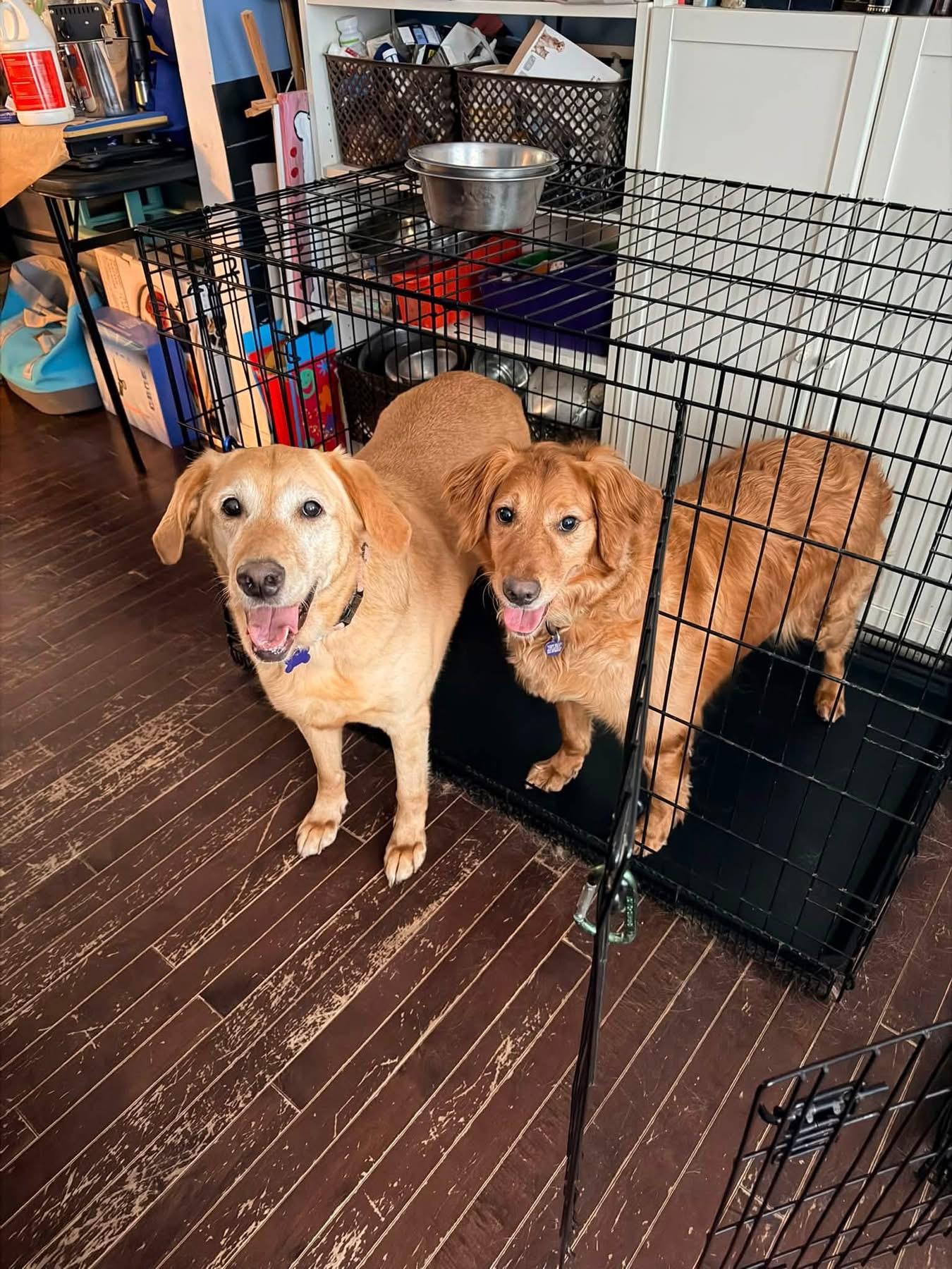 Enlarge Ryver & Ginger (Bonded Pair), an adopted mixed breed in Elkton, MD image 2/6