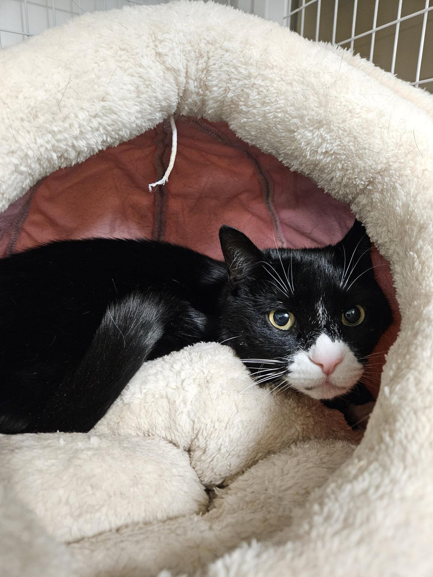 Elsie, ADOPTABLE, Adult Female Domestic Short Hair.