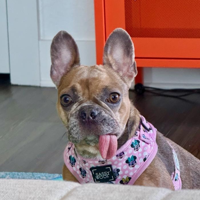 Pumpkin, Adoptable, Young Female French Bulldog.