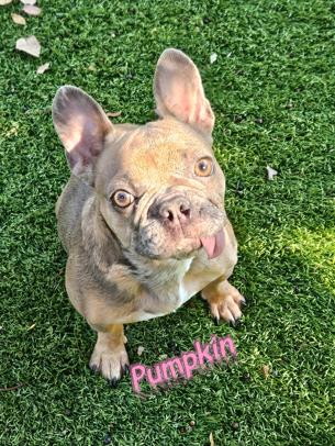 Enlarge Pumpkin, a Adoptable French Bulldog in St. Petersburg, FL image 5/6