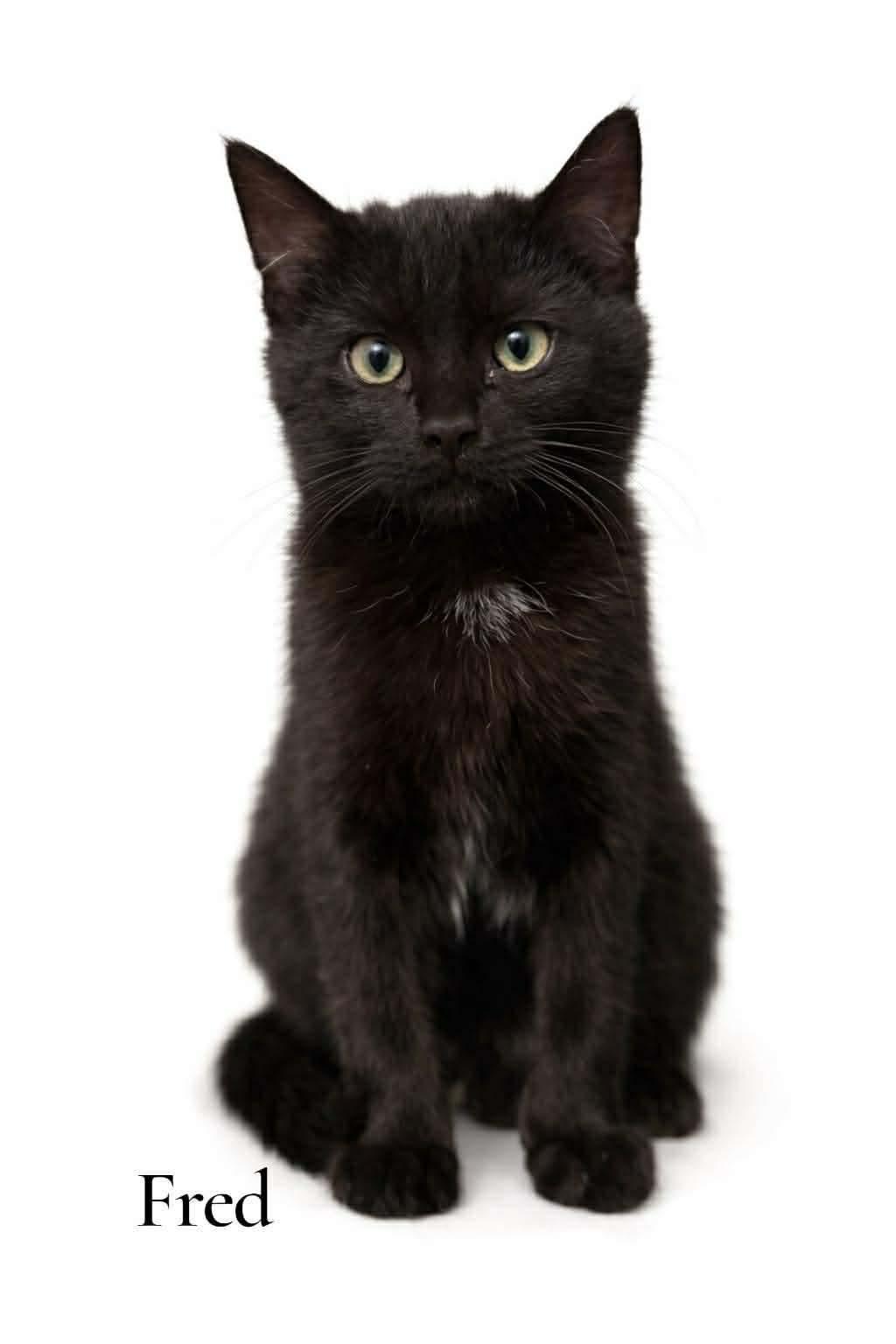 Fred, ADOPTABLE, Kitten Male Domestic Short Hair.