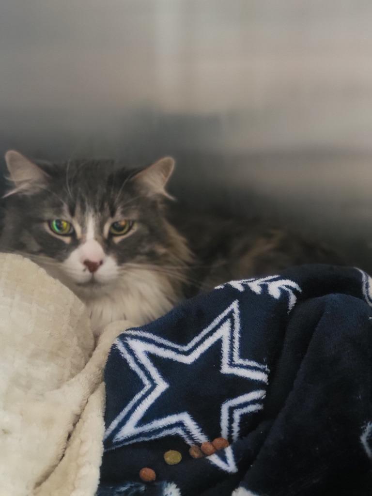 Kiki Le Mew, Adoptable, Young Male Domestic Long Hair.