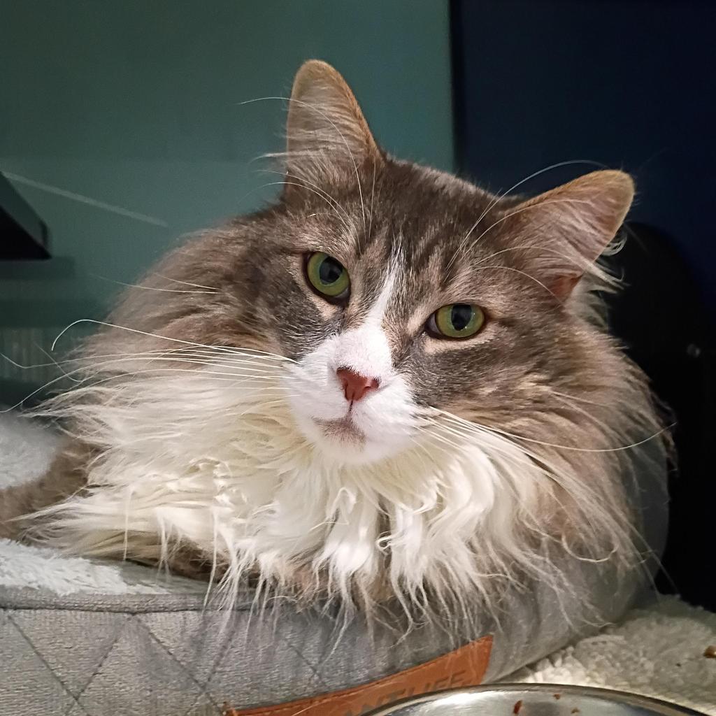 Enlarge Le Mew, a Adoptable mixed breed in Ashland, WI image 2/3