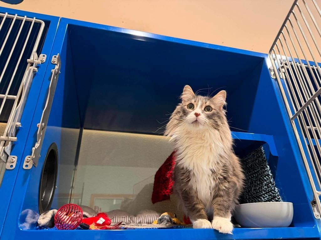 Enlarge Kiki Le Mew, a Adoptable mixed breed in Ashland, WI image 2/2