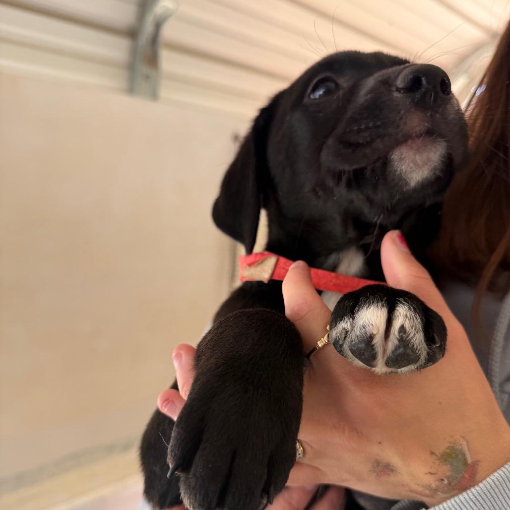 Blossom, Adoptable, Puppy Female Mixed Breed.