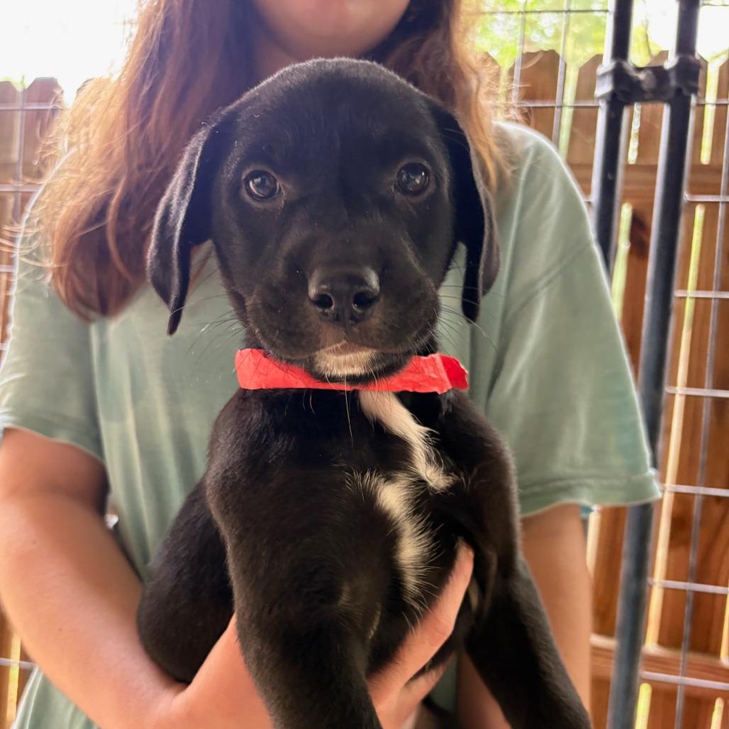 Enlarge Blossom, a Adoptable Mixed Breed in Hamilton, GA image 2/6