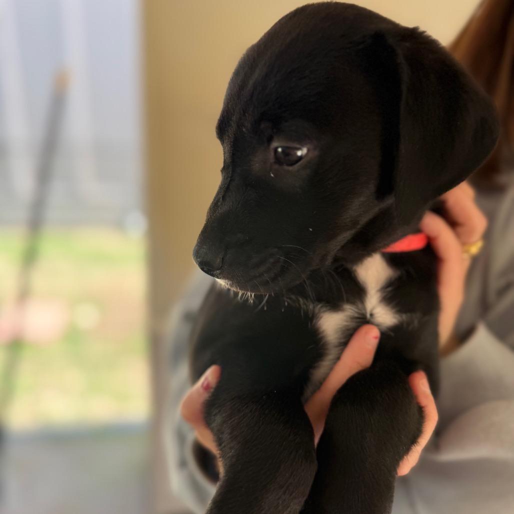 Enlarge Blossom, a Adoptable Mixed Breed in Hamilton, GA image 3/6