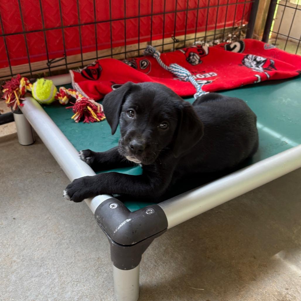 Enlarge Blossom, a Adoptable Mixed Breed in Hamilton, GA image 4/6