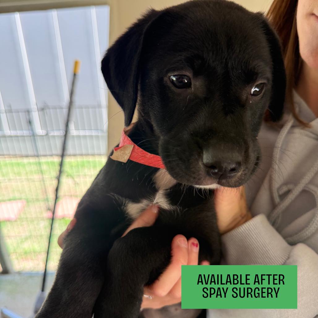 Enlarge Blossom, a Adoptable Mixed Breed in Hamilton, GA image 5/6