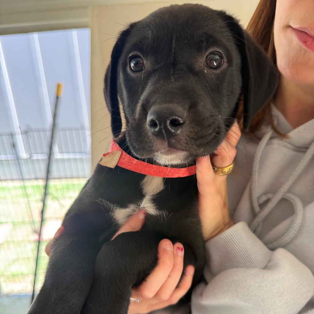 Enlarge Blossom, a Adoptable Mixed Breed in Hamilton, GA image 6/6