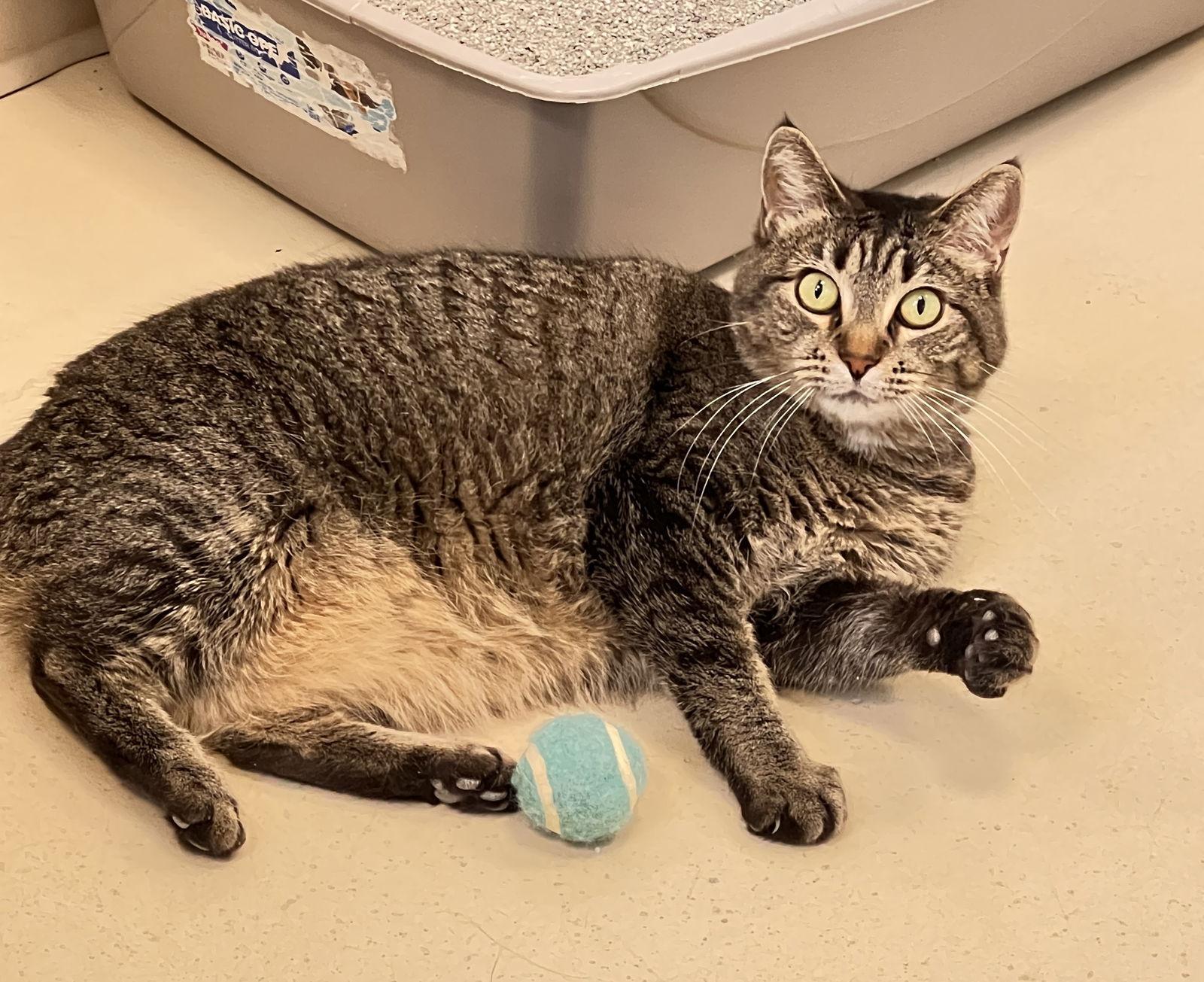 Surly, a Adoptable Domestic Short Hair in Webster, WI image 1/3