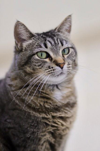 Surly, a Adoptable Domestic Short Hair in Webster, WI image 2/3