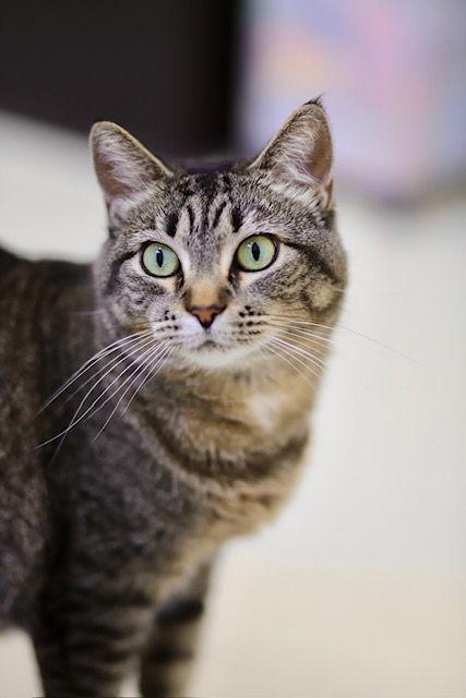 Surly, a Adoptable Domestic Short Hair in Webster, WI image 3/3
