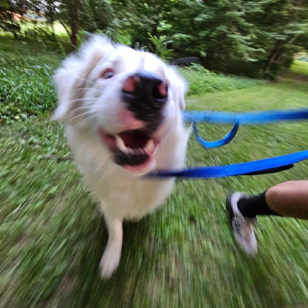 Poe, Adoptable, Adult Male Australian Shepherd.