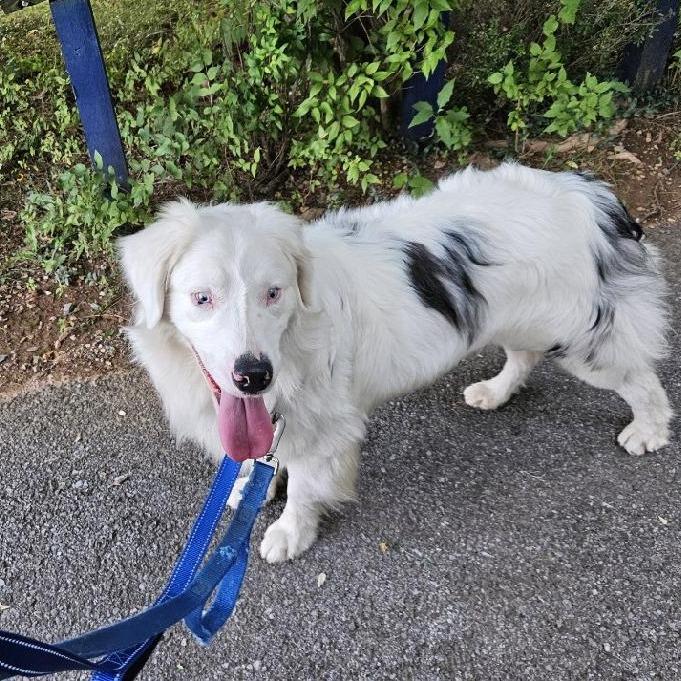 Poe, a Adoptable Australian Shepherd in Grinnell, IA image 3/4