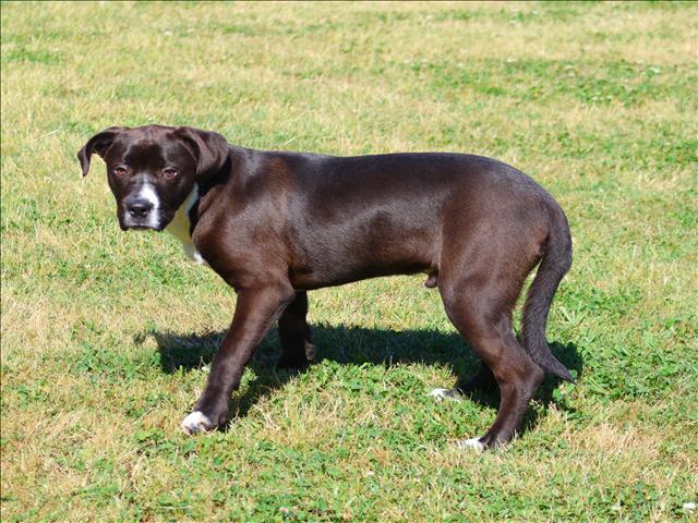 AMARI, Adoptable, Adult Male English Pointer & Mixed Breed.