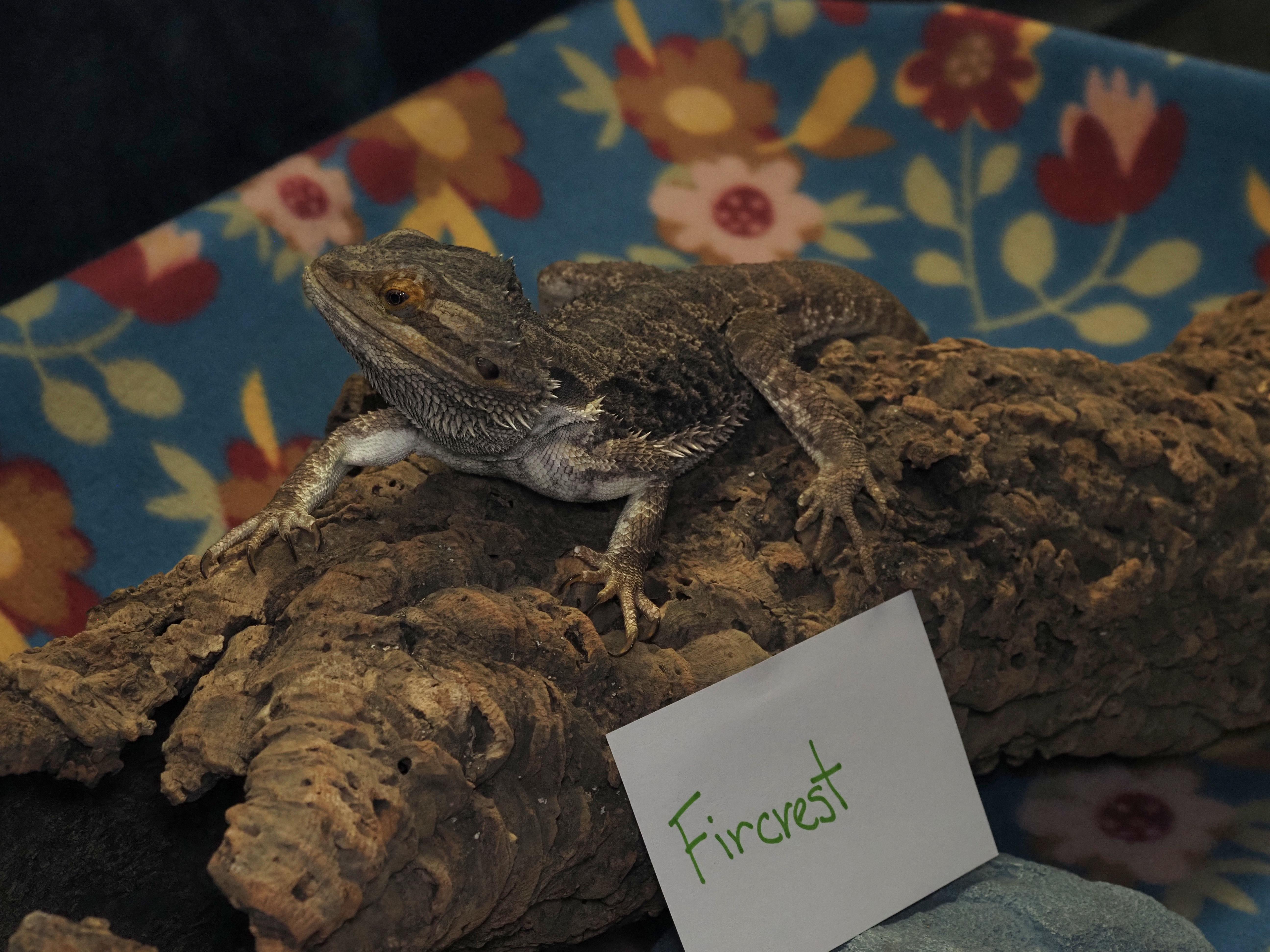 Enlarge Fircrest, a ADOPTABLE Bearded Dragon in Tacoma, WA image 1/1