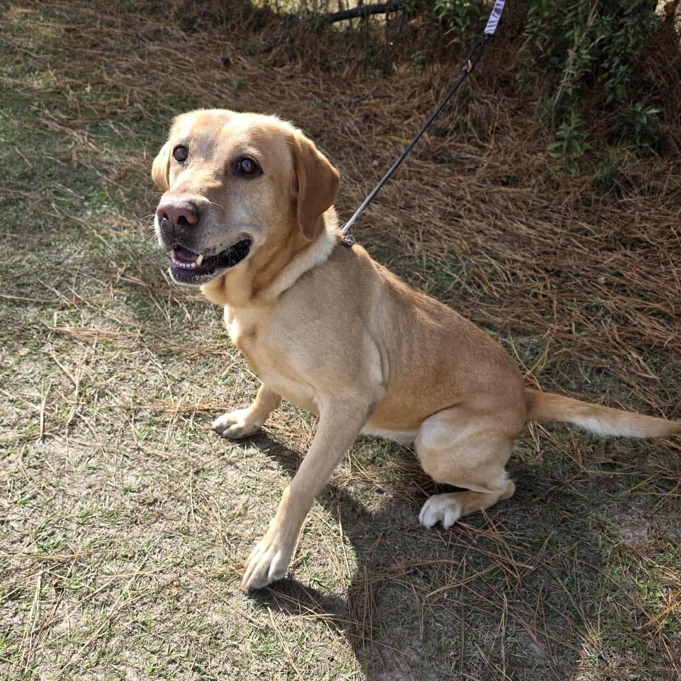 Enlarge Willow, a Adoptable mixed breed in Temperance , MI image 4/5