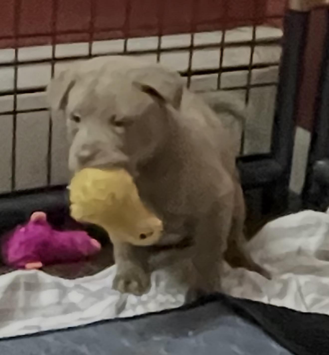 Enlarge MEEKO , an adopted mixed breed in Danbury, CT image 4/5