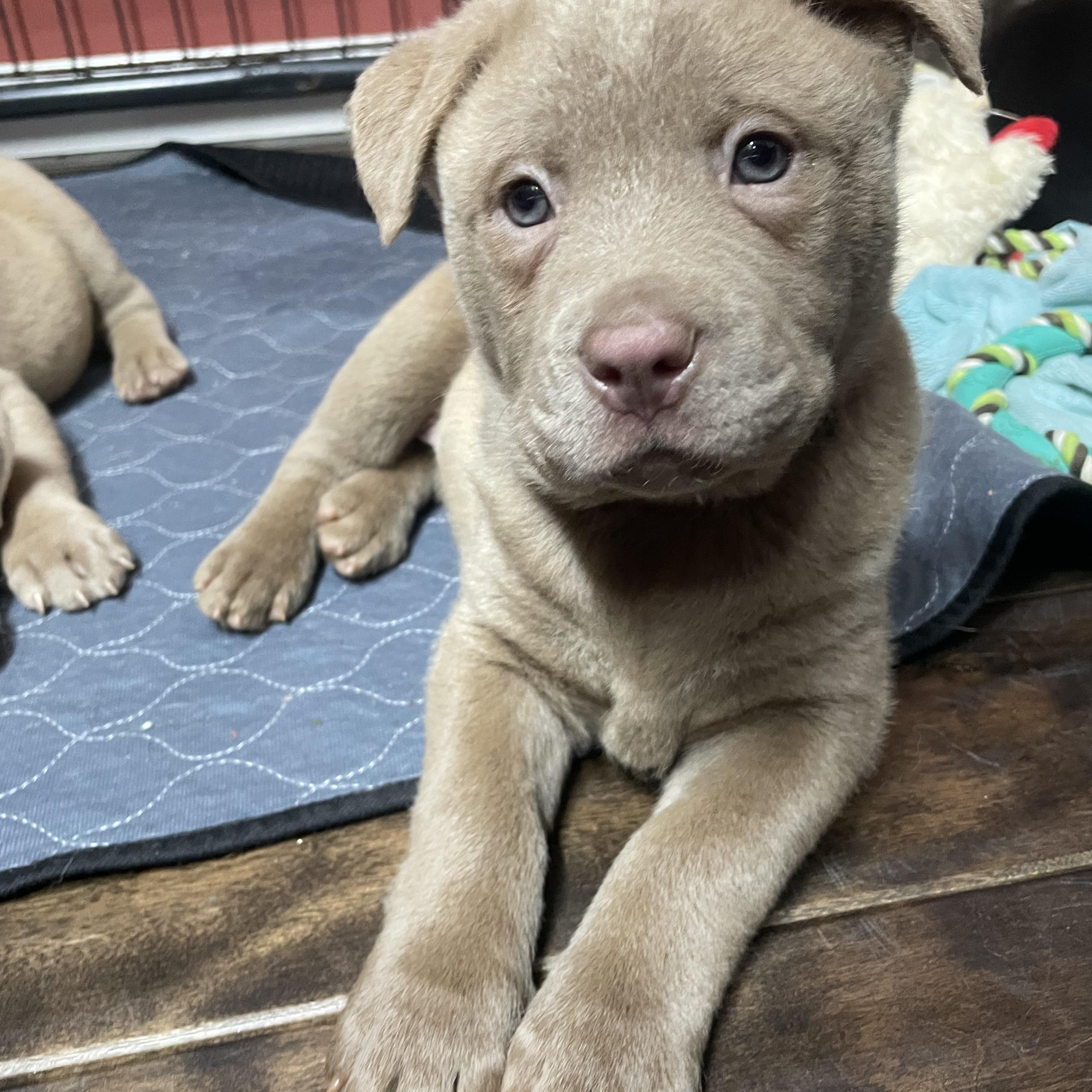 Enlarge MEEKO , an adopted mixed breed in Danbury, CT image 1/5
