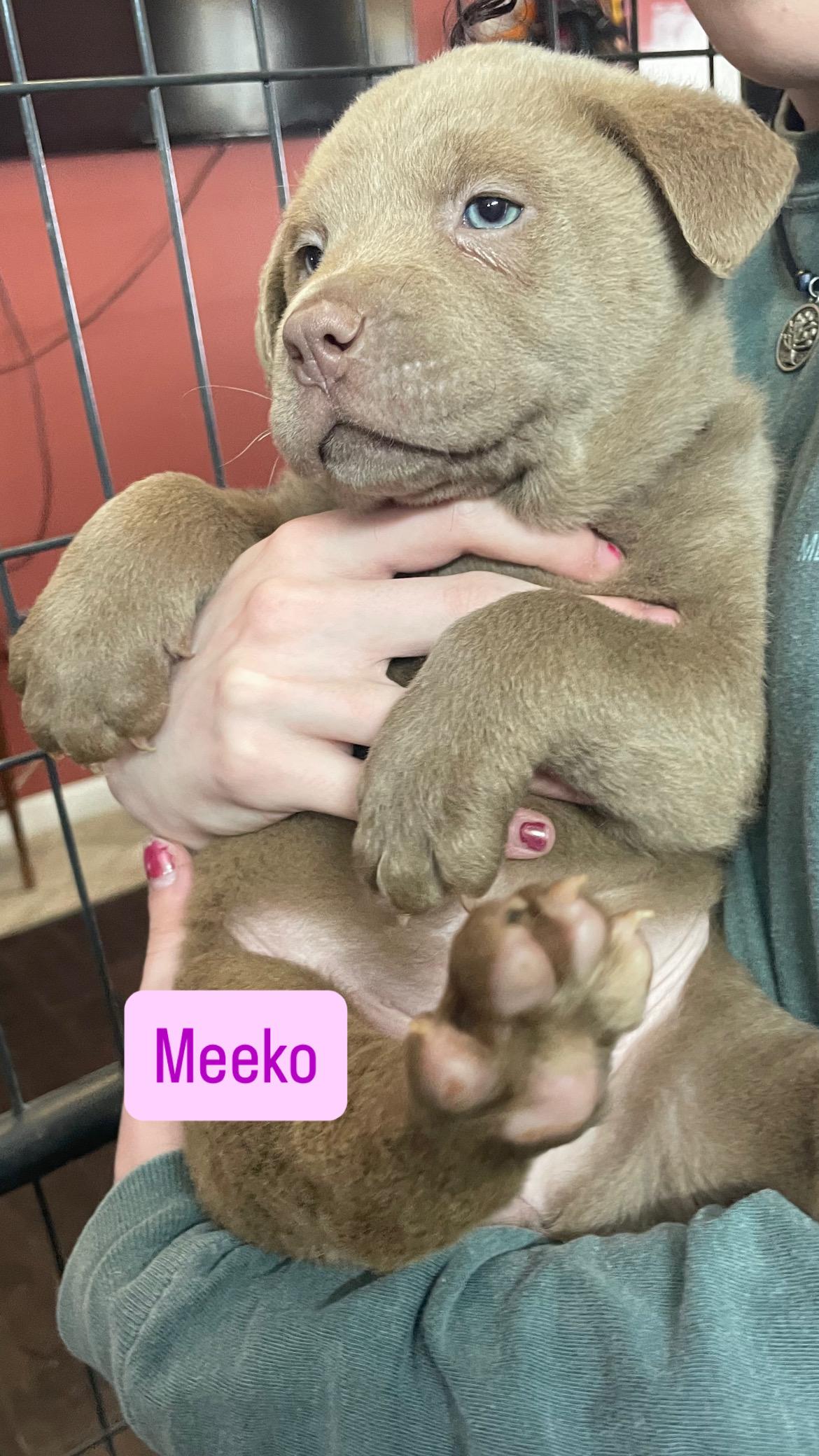 Enlarge MEEKO , an adopted mixed breed in Danbury, CT image 3/5
