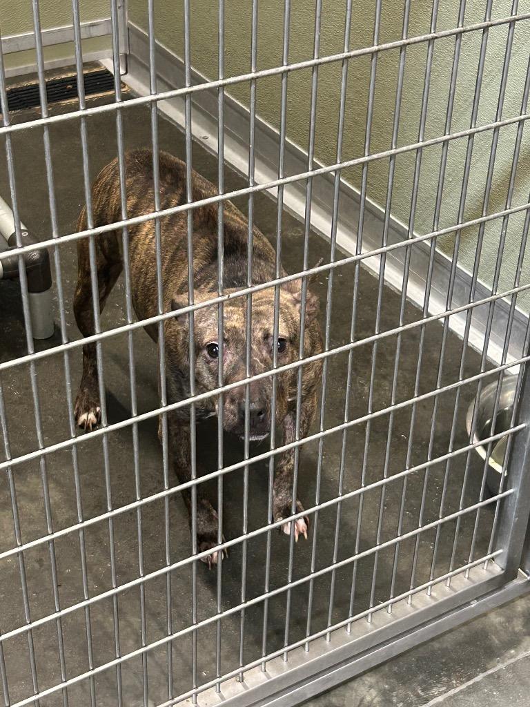 Enlarge Brooster, a Adoptable Pit Bull Terrier in Gautier, MS image 1/4